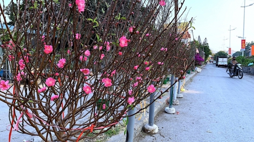 Peach blossoms signal first sign of Tet in Hanoi 