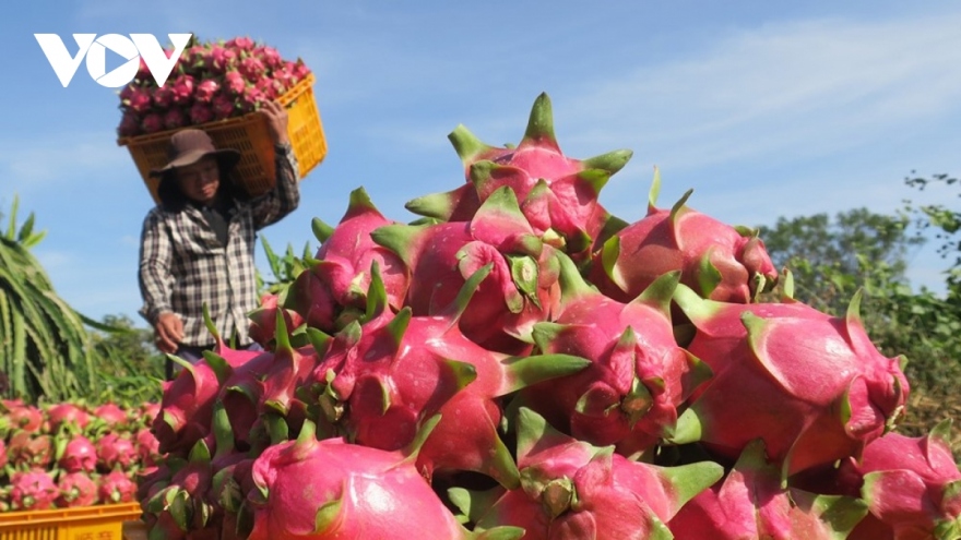 Opportunities ahead for Binh Thuan dragon fruit with GI protection in Japan