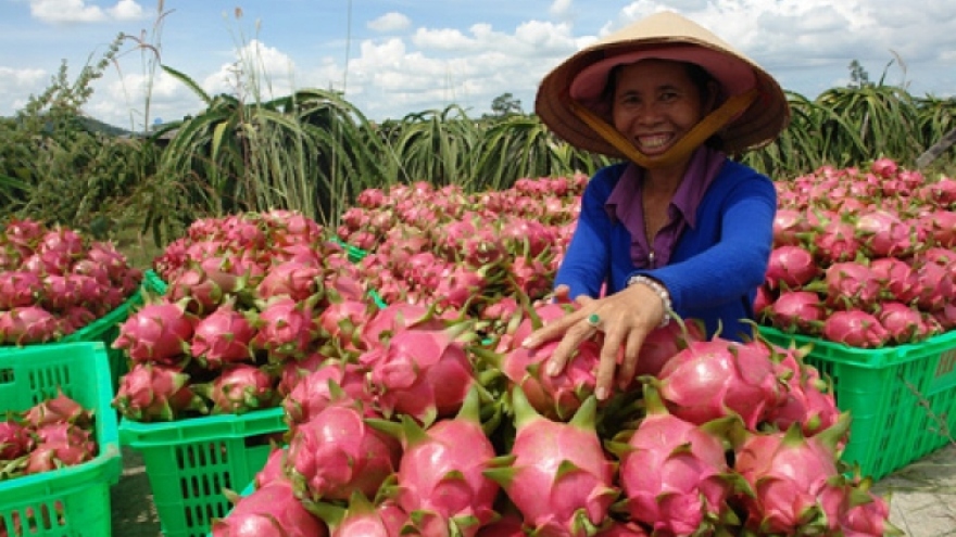 China temporarily suspends import of Vietnamese dragon fruit