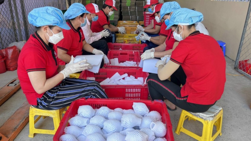 Soc Trang exports 10 tonnes of star apples to US market