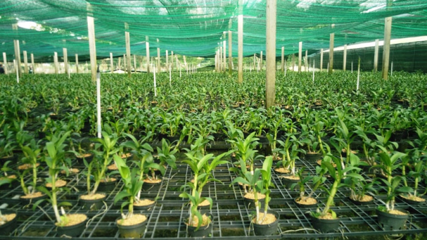 Hi-tech agricultural zone to take shape in Quang Ninh