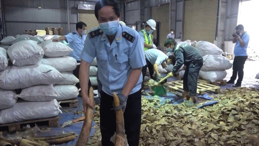 Da Nang customs seizes huge haul of ivory and pangolin scales