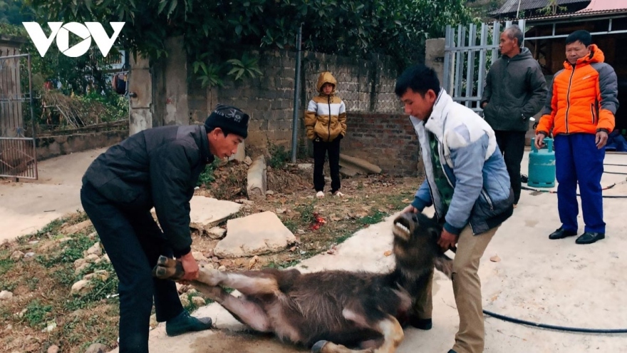 Extreme cold weather kills over 1,000 cattle in northern Vietnam