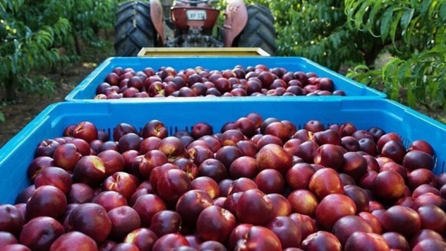 Australia to export peaches and nectarines to Vietnam