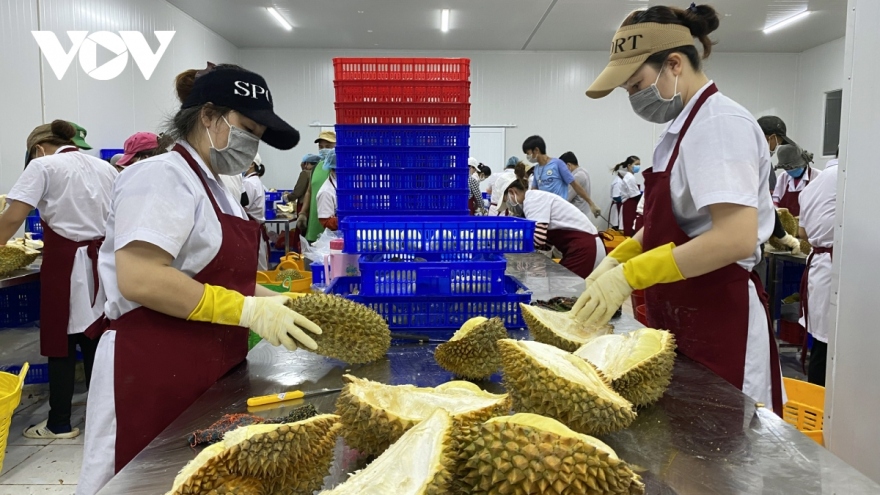 Vietnam to export durian to China via official channels 