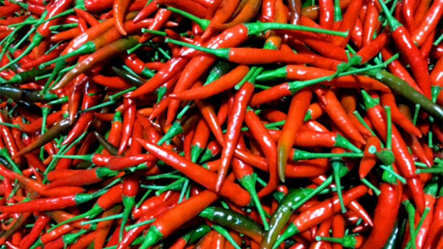 China resumes importing Vietnamese fresh chilies