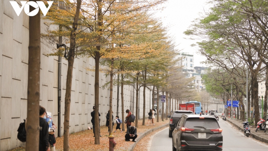 Season for falling almond leaves creates dreamy Hanoi