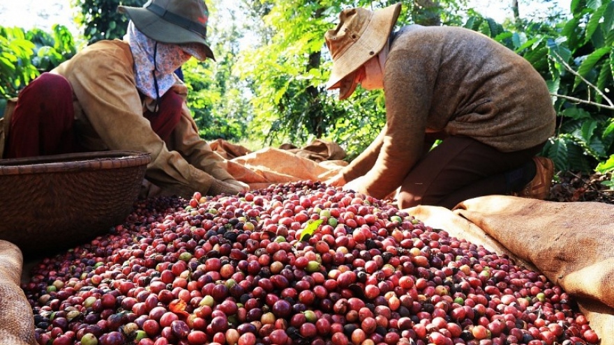 Japan increases coffee imports from Vietnamese market