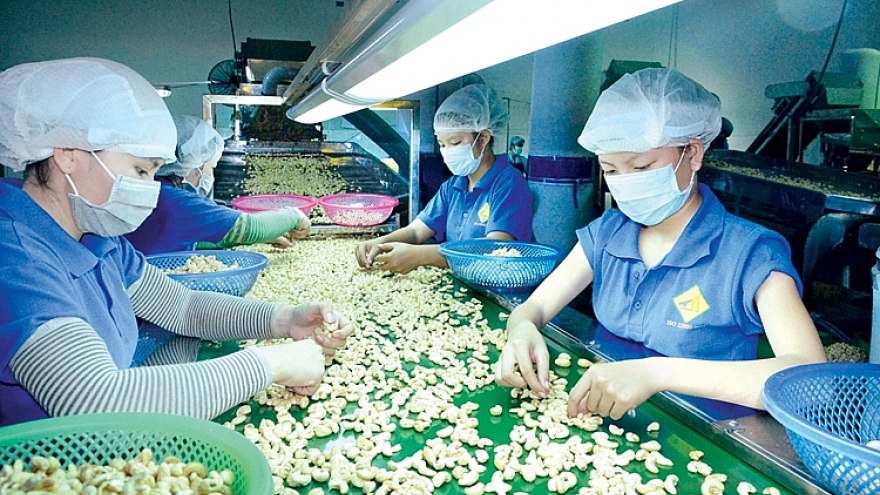Bitter lessons for Vietnamese firms in suspected cashew nut export scam
