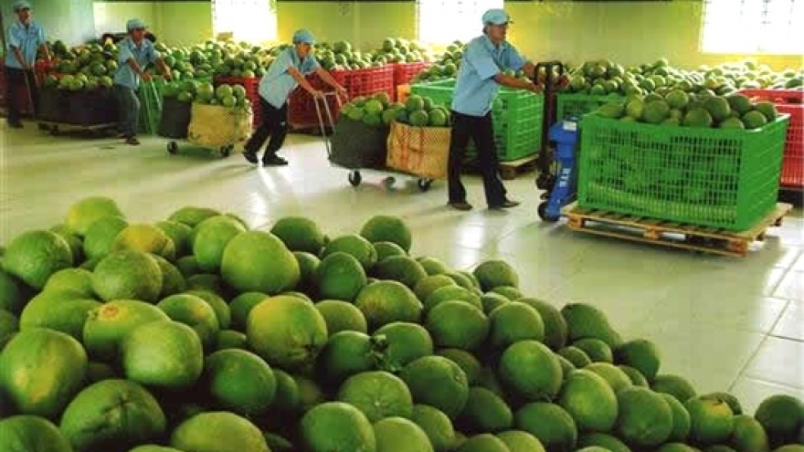 Opening for Vietnamese pomelo and lemon to enter NZ market