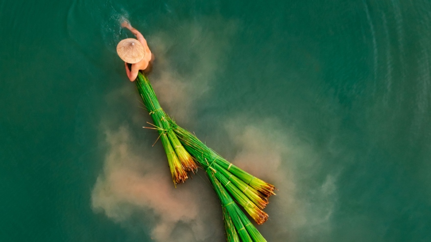 Photo on Mekong Delta grass harvest wins first international prize