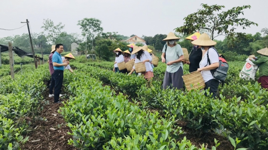 Thai Nguyen listed among top 6 best places globally to enjoy tea