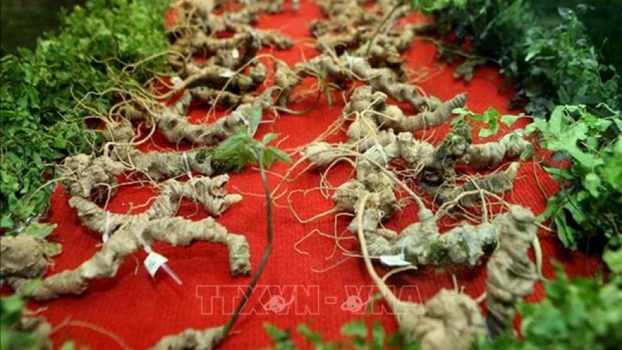 Efforts needed to develop national brand of Vietnamese ginseng