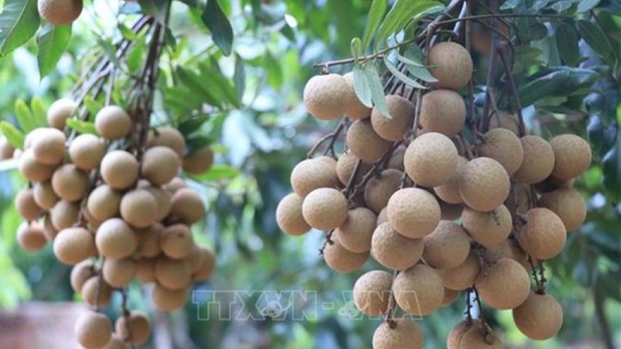 Vietnam finalises procedures to export longan to Japan