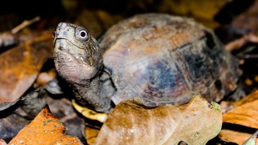 70 turtles released at Sao La Nature Reserve