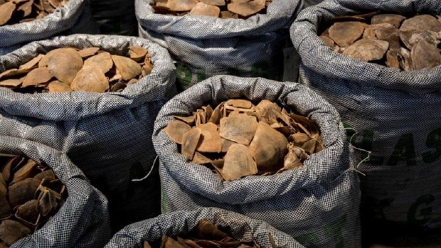 Four smugglers of pangolin scales jailed