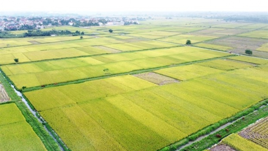 Room remains for Vietnamese rice exports to UK