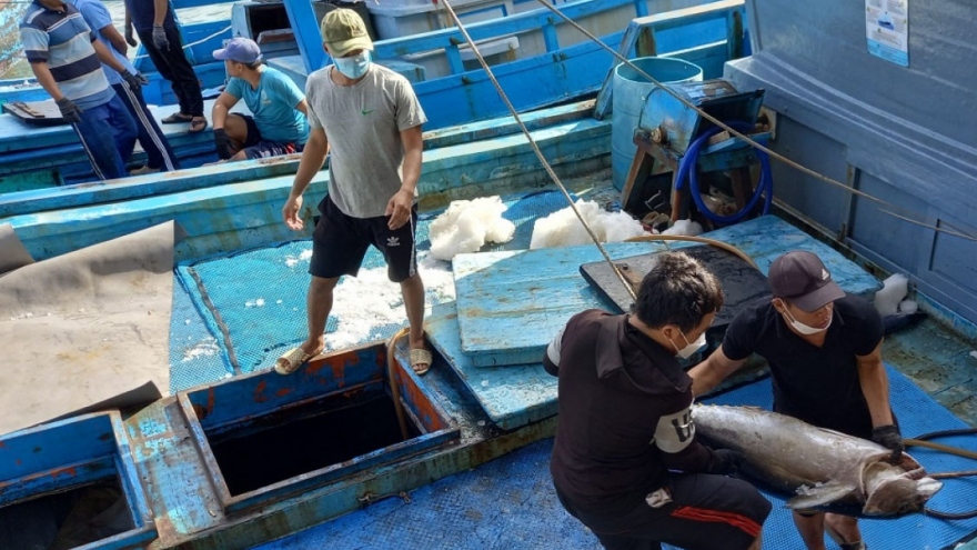 Tuna exports likely to hit over US$1 billion this year