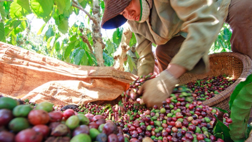 Coffee exports surge by nearly 50% in first half 
