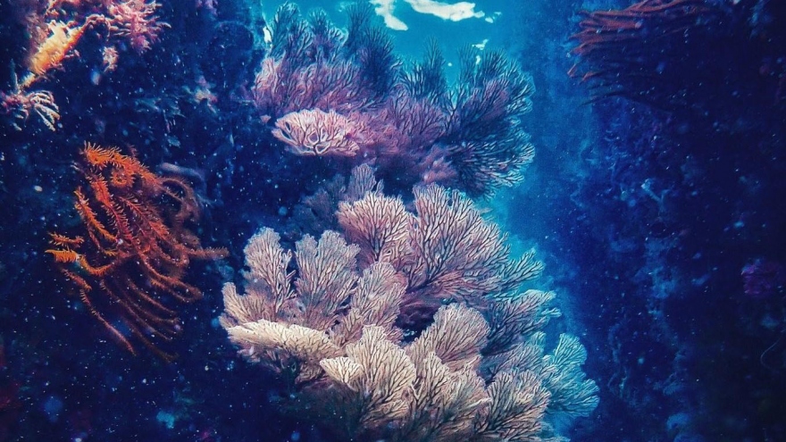 Stunning beauty of coral reef on Vietnam’s seabed