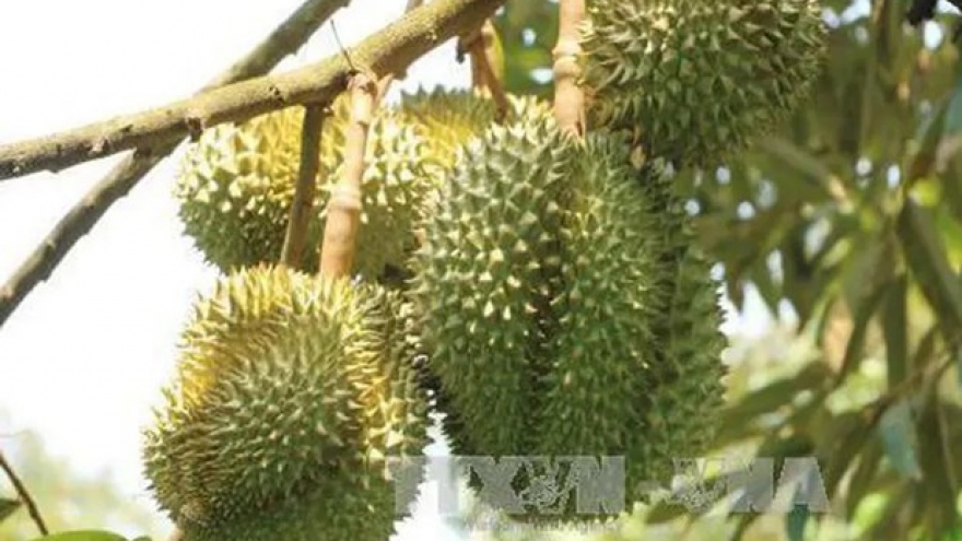 Chinese customs highly value Vietnamese durian growing areas
