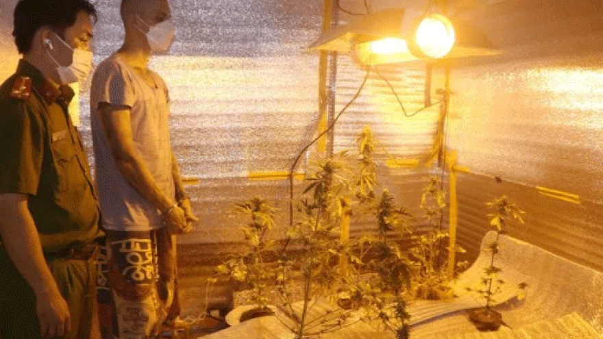Russian couple caught growing cannabis plants in Phan Thiet