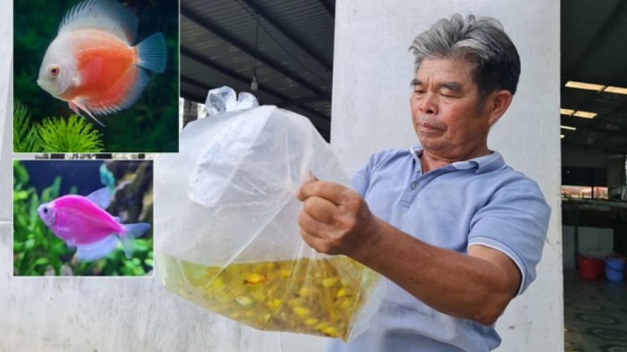 Ornamental fish exporters struggling to revive