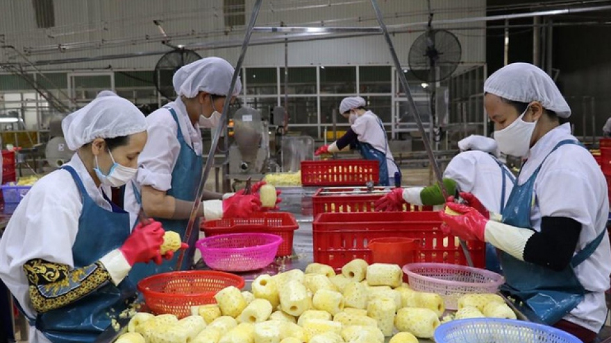 Ample room ahead to increase market share of Vietnamese pineapples in Europe