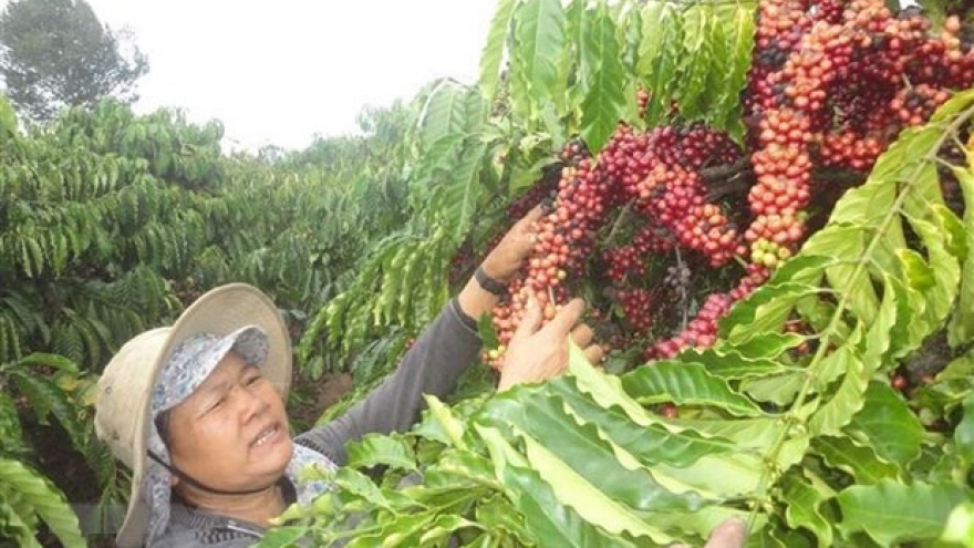 Brazil invites Vietnamese firms to attend International Coffee Week
