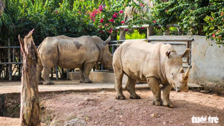 Police investigate sudden deaths of six rhinos in Nghe An