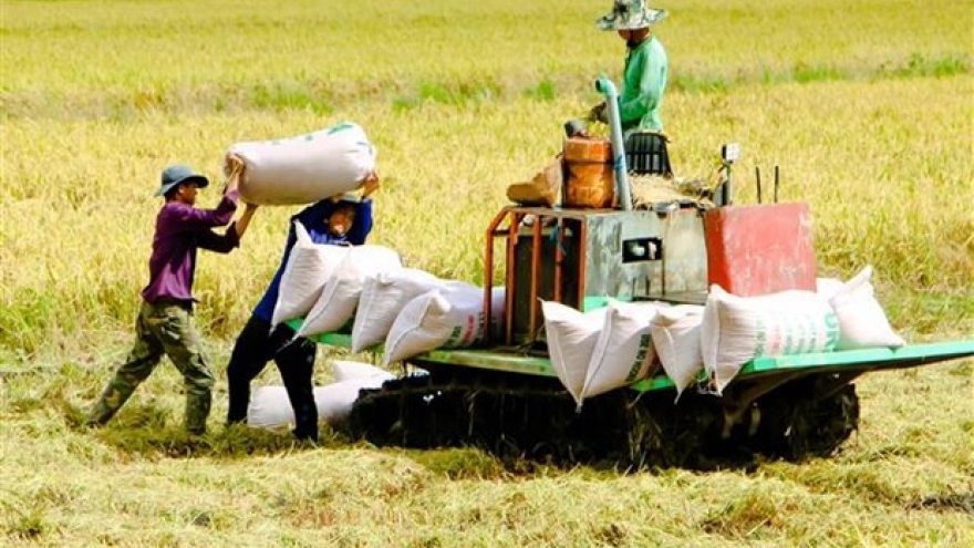 Low-carbon rice production helps Vietnam meet emission target