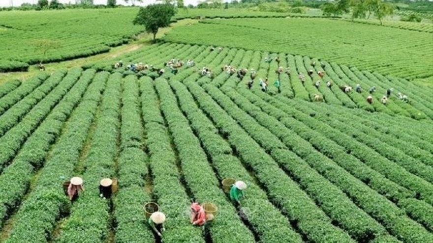 Green agriculture: Vietnam’s efforts to reduce carbon footprint