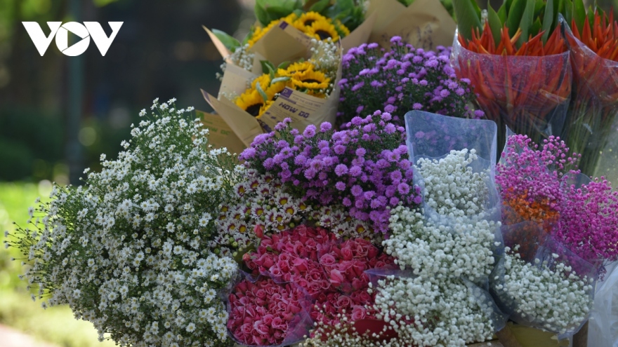 Admiring beauty of forget-me-not flowers on streets of Hanoi