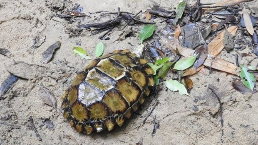 More turtle species found in Khanh Hoa