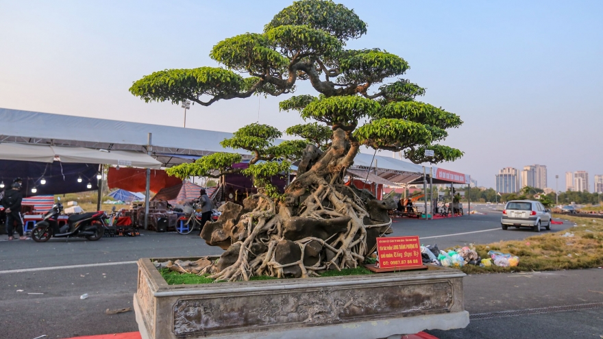 Unique plants on display at Hanoi Ornamental Creatures Festival 2022