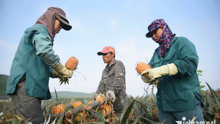 China purchases more Vietnamese fruit for lunar new year holiday