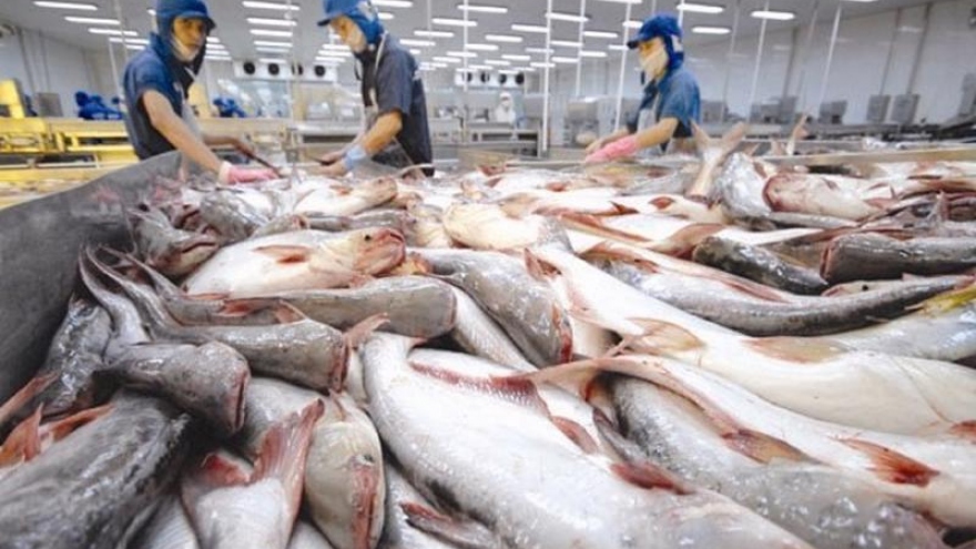 Vietnamese pangasius exports plunge in January