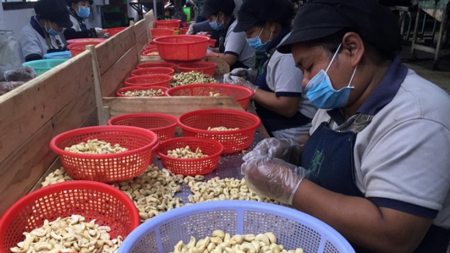 Vietnam spends US$1 billion importing cashew nuts from Cambodia