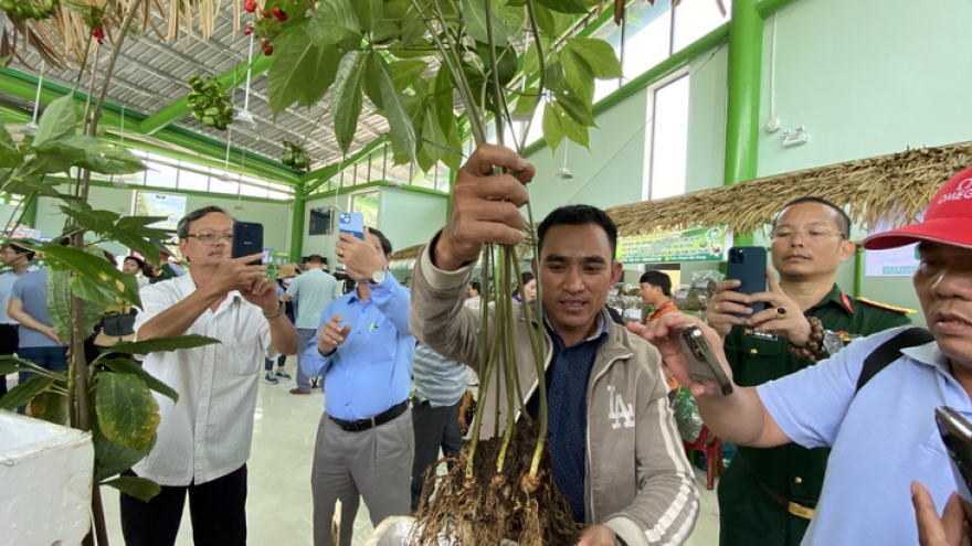 Second ginseng fair to make its debut in Vietnam this month