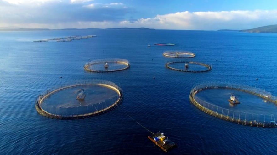 Vietnam eyes US$1 billion from seaculture product exports by 2025