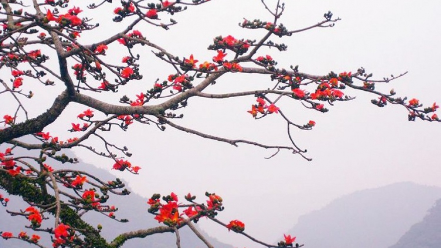 Ha Giang province ready to host first Moc Mien flower festival