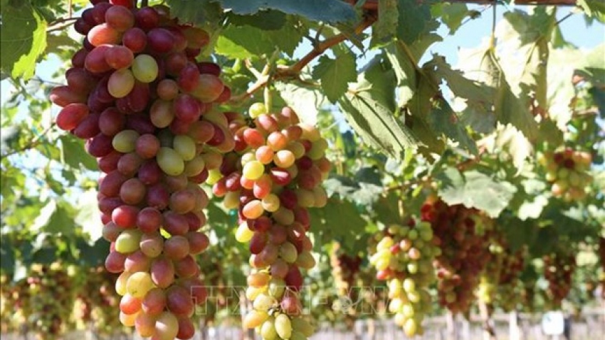 Ninh Thuan grape and wine festival 2023 to be held in June