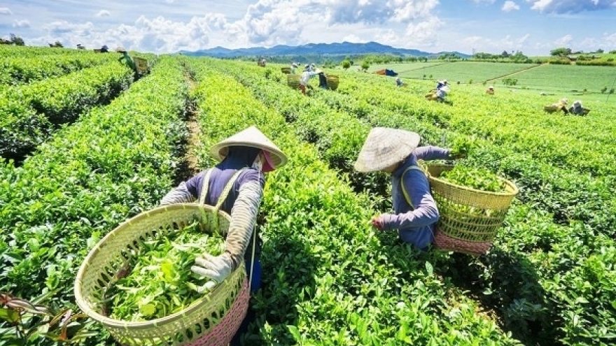 Vietnamese tea export value to China skyrockets