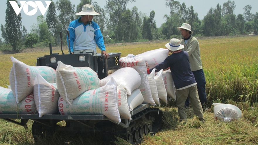 Vietnamese rice export prices on the rise globally