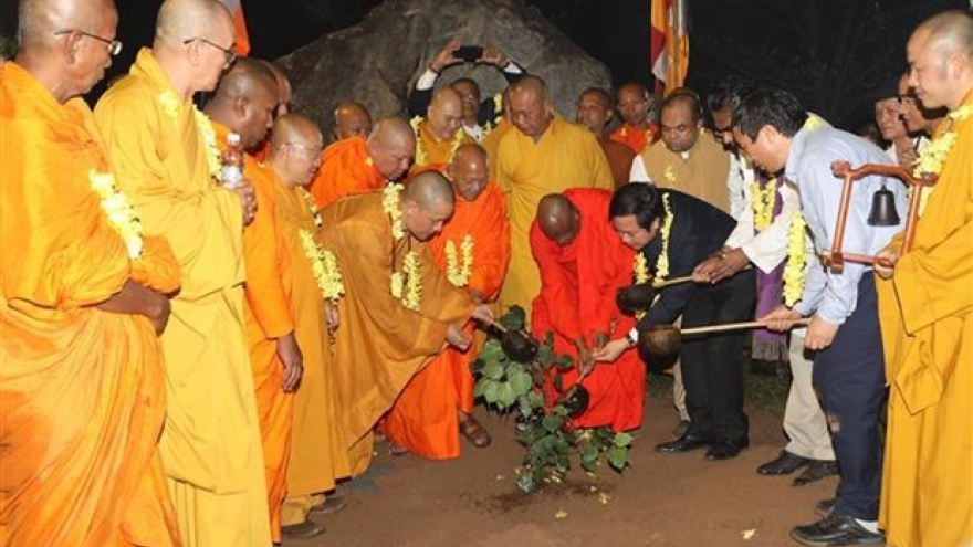 Sapling from world's longest-living Bodhi tree planted in Bai Dinh pagoda