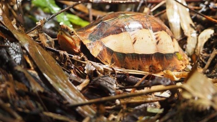 Rare turtle species conserved
