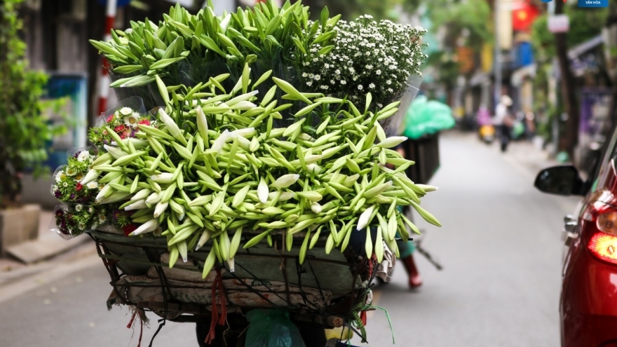 White lilies adorn Hanoi streets in April