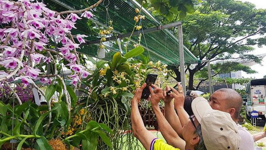 Da Nang festival to feature hundreds of orchid species