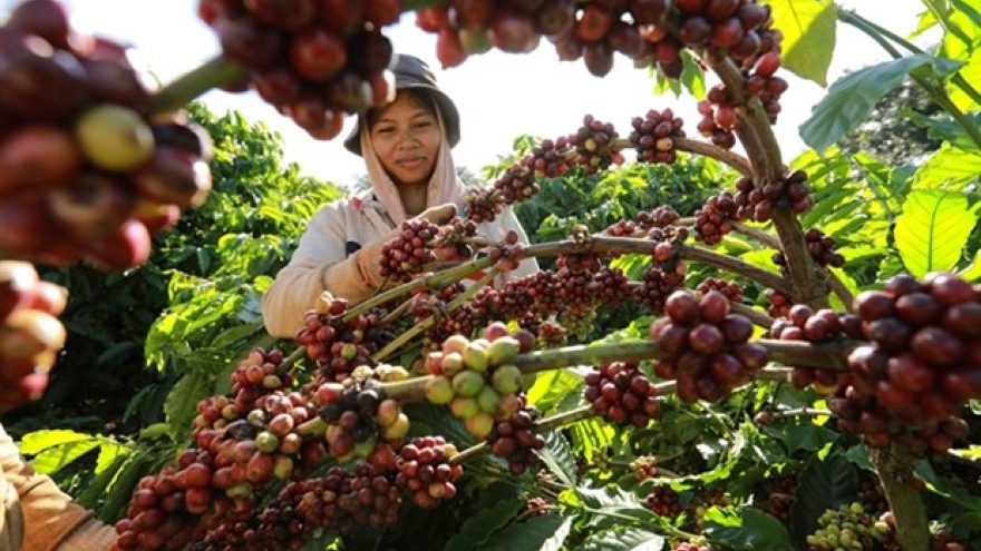 Coffee export could reach US$4 billion as global prices remain high