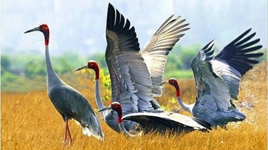 Dong Thap rolls out measures to develop red-headed crane population